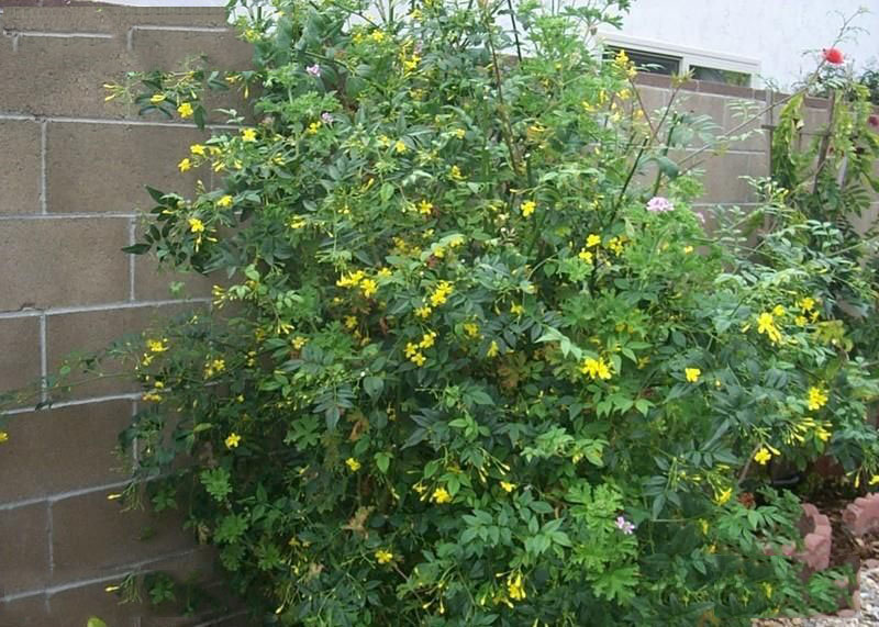 Yellow-jasmine-plant