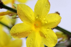 Closer-view-of-flower-of-Yellow-jasmine