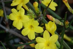 Flowers-of-Yellow-jasmine
