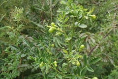 Immature-fruits-of-Yellow-jasmine