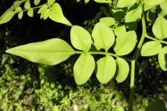 Leaves-of-Yellow-jasmine