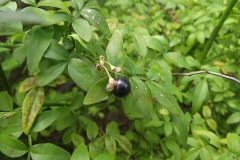 Mature-fruits-of-Yellow-jasmine