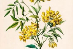 Plant-Illustration-of-Yellow-jasmine