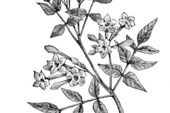Sketch-of-Yellow-jasmine