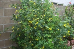 Yellow-jasmine-plant