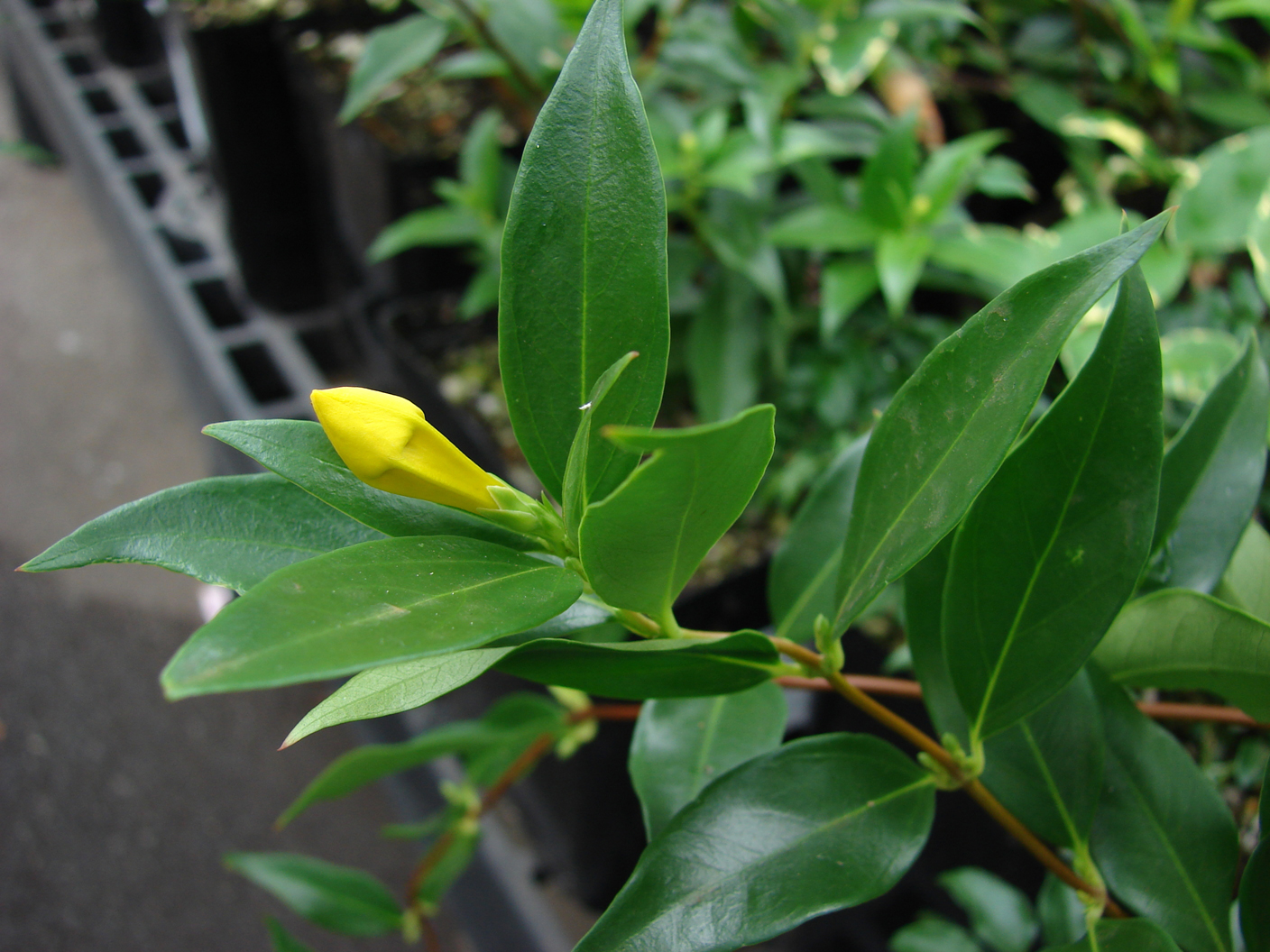 Flower-bud-of-Yellow-Jessamine