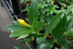 Flower-bud-of-Yellow-Jessamine
