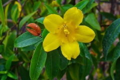 Yellow-Jessamine-flower