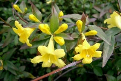 Yellow-Jessamine-flowers