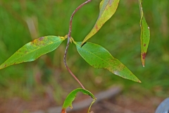 Yellow-Jessamine-leaves