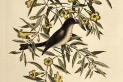 Yellow-Jessamine-plant-illustration