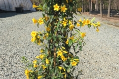 Yellow-Jessamine-plant