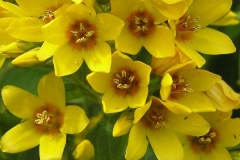 Closer-view-of-Flower-of-Yellow-Loosestrife