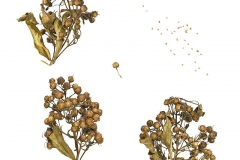 Dried-capsules-and-seeds-of-Yellow-Loosestrife