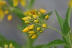 Flowering-buds-of-Yellow-Loosestrife