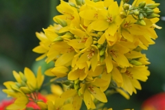 Flowers-of-Yellow-Loosestrife