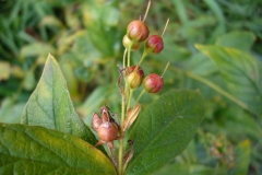 Fruit-of-Yellow-Loosestrife