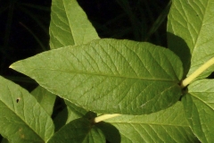 Leaves-of-Yellow-Loosestrife