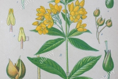 Plant-Illustration-of-Yellow-Loosestrife