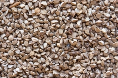 Seeds-of-Yellow-Loosestrife