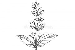 Sketch-of-Yellow-Loosestrife