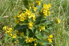 Yellow-Loosestrife-Plant-growing-wild
