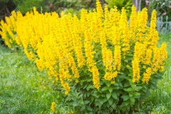 Yellow-Loosestrife-plant