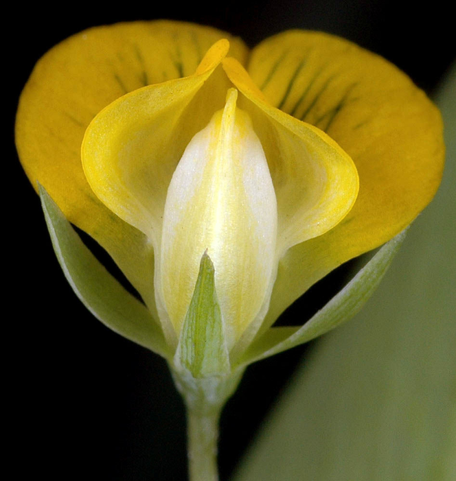 Closer-view-of-flower-of-Yellow-Pea