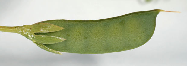 Closer-view-of-immature-fruits-of-Yellow-Pea