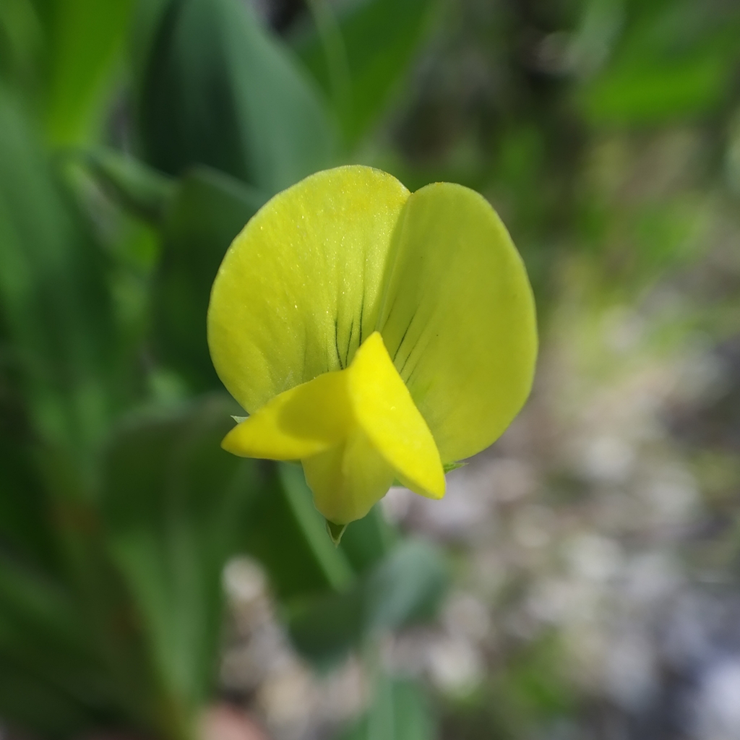 Flower-of-Yellow-Pea