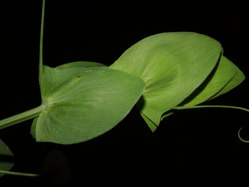 Leaves-of-Yellow-Pea