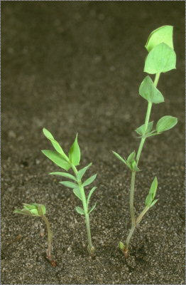 Yellow-Pea-saplings-of-different-stages