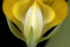 Closer-view-of-flower-of-Yellow-Pea