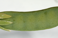 Closer-view-of-immature-fruits-of-Yellow-Pea