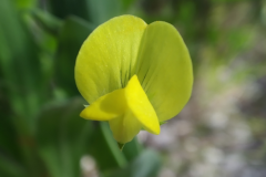 Flower-of-Yellow-Pea
