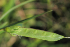 Immature-fruit-of-Yellow-Pea