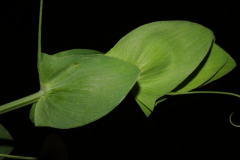 Leaves-of-Yellow-Pea