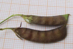 Mature-fruits-of-Yellow-Pea