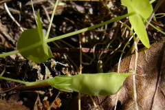 Maturing-Yellow-Pea