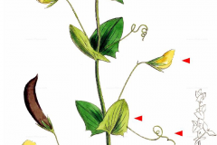 Plant-Illustration-of-Yellow-Pea