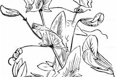 Sketch-of-Yellow-Pea