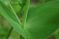 Stem-of-Yellow-Pea