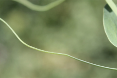 Tendril-of-Yellow-pea