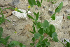Yellow-Pea-Plant