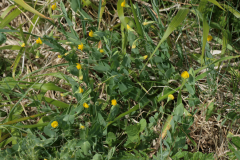 Yellow-Pea-plant-growing-wild
