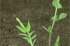 Yellow-Pea-saplings-of-different-stages