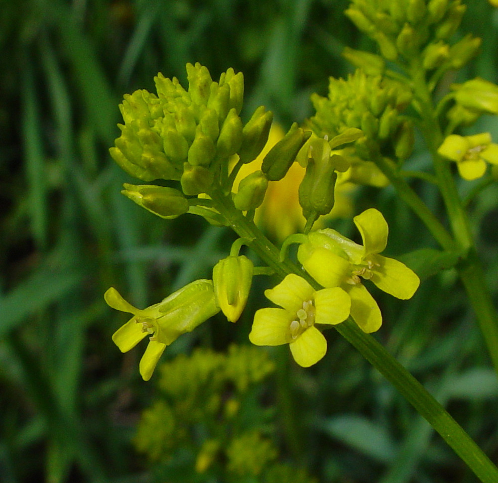 Flowering-buds-of-Yellow-Rocketcress