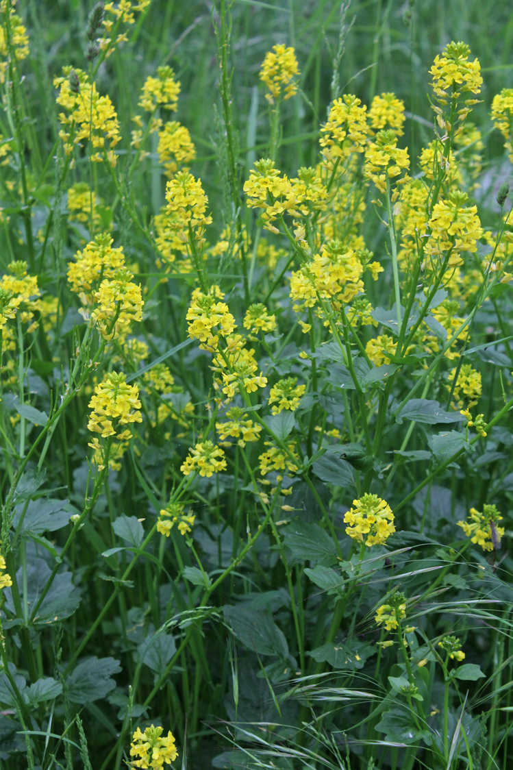 Yellow-Rocketcress-Plant-growing-wild