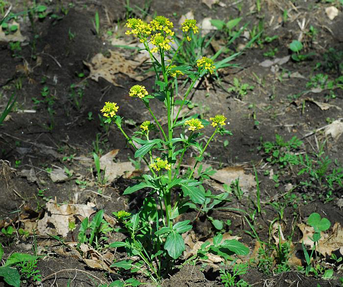 Yellow-Rocketcress-Plant