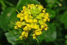 Flower-of-Yellow-Rocketcress